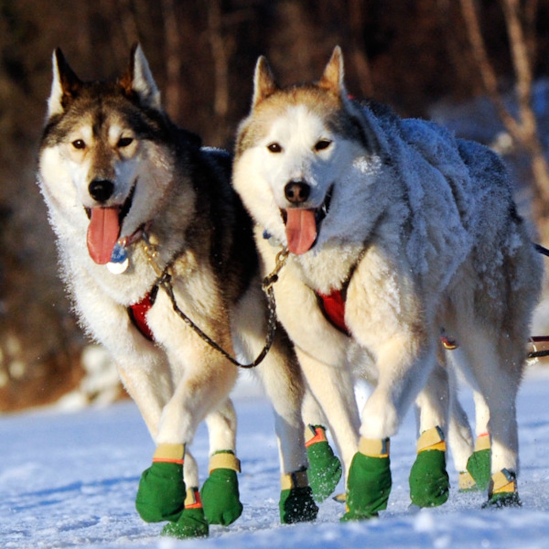 2014 Iditarod: Look at the Adorable Athletes! - E! Online